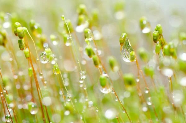 Fresh moss and water drops in green nature — Stock Photo, Image