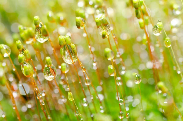 Muschio fresco e gocce d'acqua nella natura verde — Foto Stock