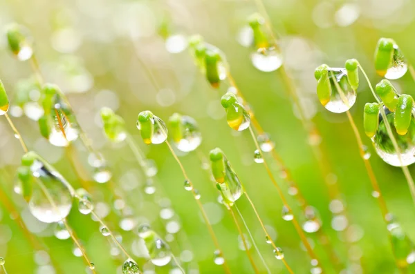 Muschio fresco e gocce d'acqua nella natura verde — Foto Stock