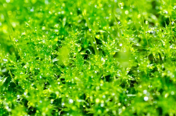 Свежий мох и капли воды в зеленой природе — стоковое фото