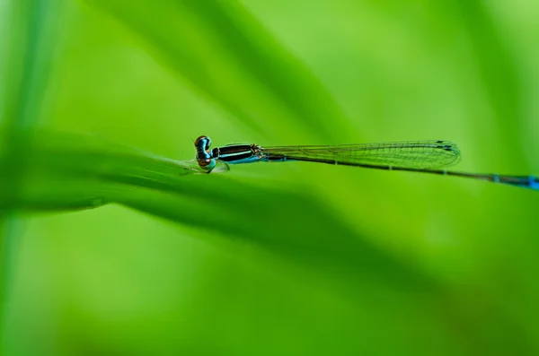 Damselfly or little dragonfly — Stock Photo, Image
