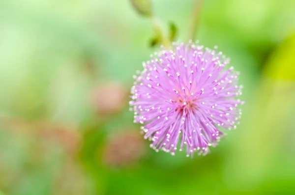 Чувствительное растение - Mimosa pudica в зеленой природе — стоковое фото