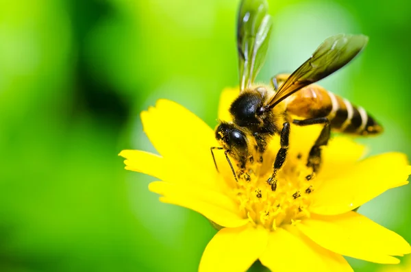Méh és a kis sárga csillag virág, zöld természet — Stock Fotó