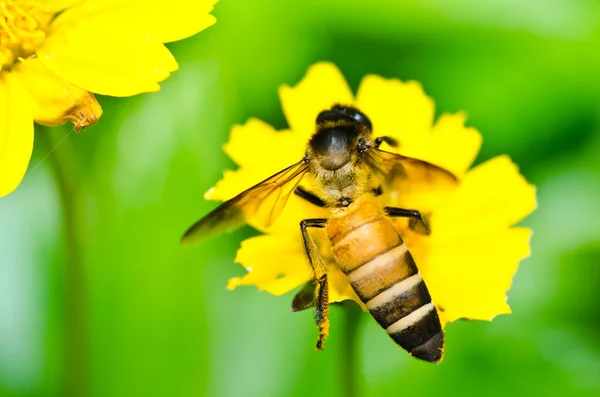 Pszczoła i mały żółty kwiat gwiazda w zieleni — Zdjęcie stockowe