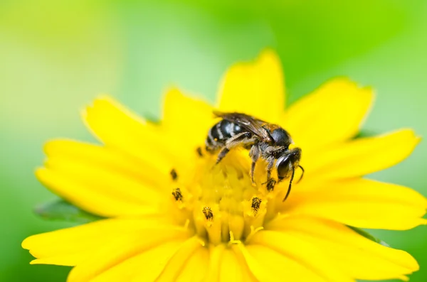 Bee and Little yellow star flower in green nature — Stock Photo, Image