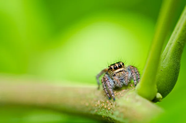 Araña saltarina en la naturaleza verde —  Fotos de Stock