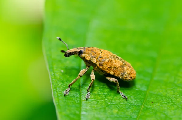 在绿色自然棕色 bug — 图库照片