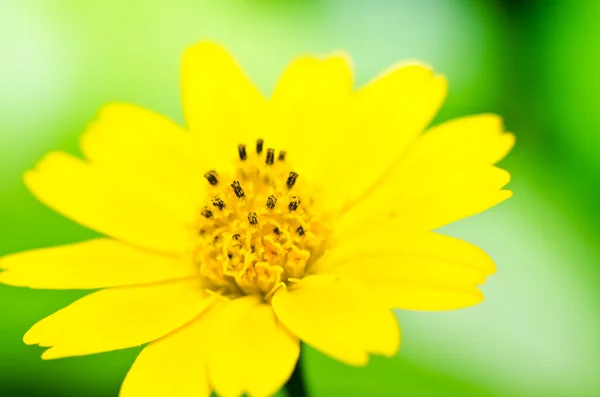 Melampodium divaricatum nebo malá žlutá hvězda — Stock fotografie