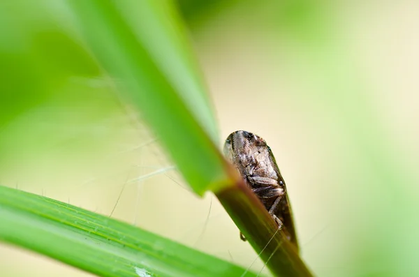 Bladluis insect in de groene natuur — Stockfoto