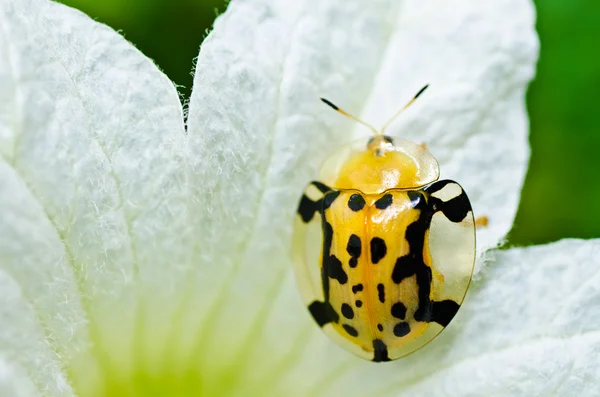 Katicabogár és a fehér virág a zöld természet — Stock Fotó