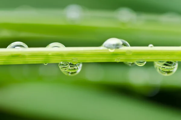 Gotas de agua dulce en la naturaleza verde — Foto de Stock