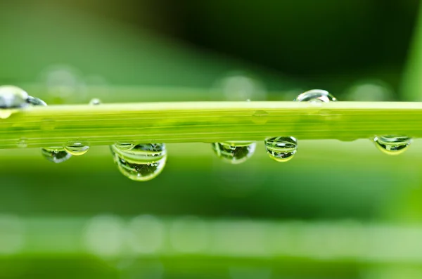 Frischwassertropfen in der grünen Natur — Stockfoto