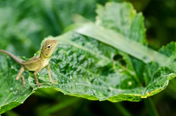 Jaszczurka w zieleni — Zdjęcie stockowe