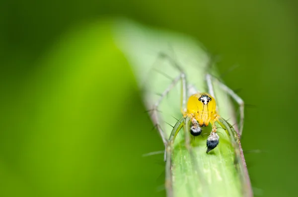 Långa ben spindel i naturen — Stockfoto
