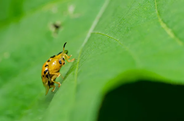 Escarabajo naranja en la naturaleza verde — Foto de Stock