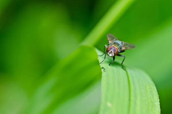 Fly in green nature — Stock Photo, Image