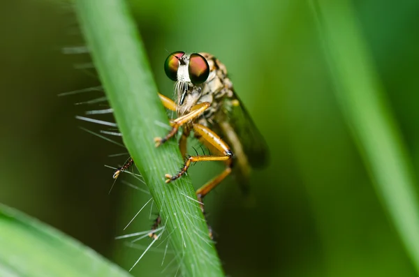 Robberfly w zieleni — Zdjęcie stockowe