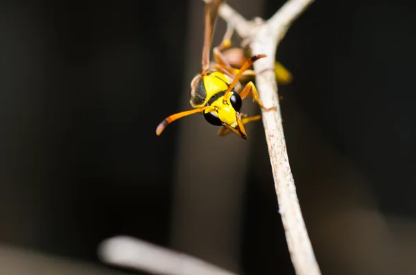 Gelbe Wespe in grüner Natur — Stockfoto
