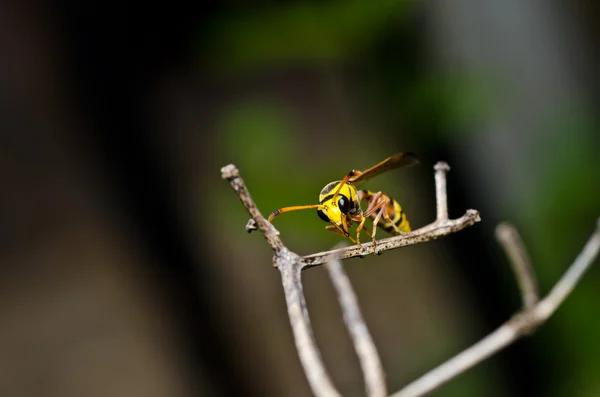 在绿色自然黄色黄蜂 — 图库照片