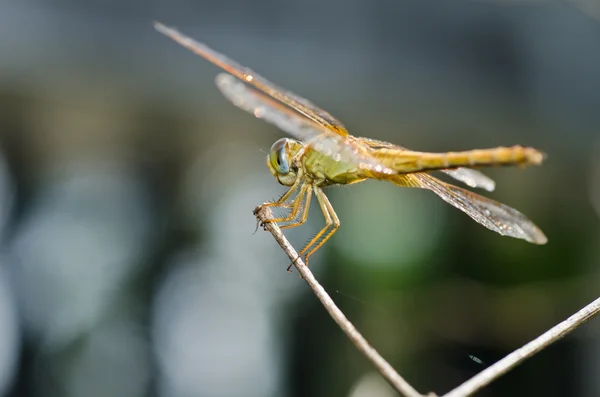 Dragonfly in garden — Stock Photo, Image