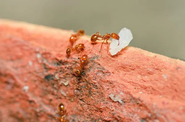 Μυρμήγκι πυρκαγιάς δύναμη — Φωτογραφία Αρχείου