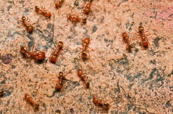 Μυρμήγκι πυρκαγιάς — Φωτογραφία Αρχείου