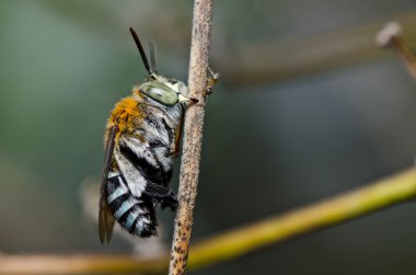 amegilla zonata yeşil doğa