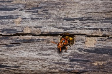 Wasp yeşil doğa veya Bahçe