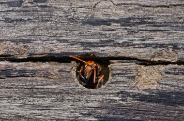 Wasp yeşil doğa veya Bahçe