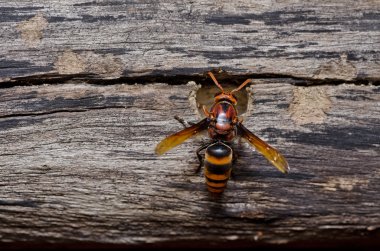 Wasp yeşil doğa veya Bahçe