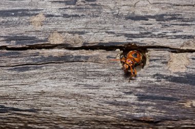 Wasp yeşil doğa veya Bahçe