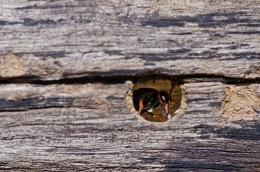 Wasp yeşil doğa veya Bahçe