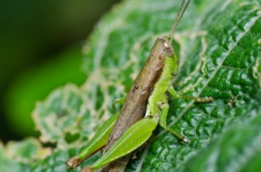 Grasshopper in green nature