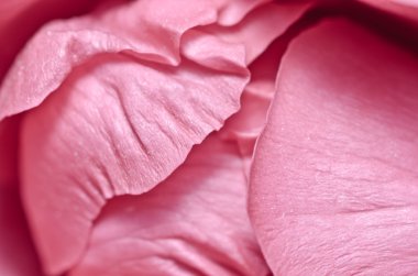 Pink rose macro clipart