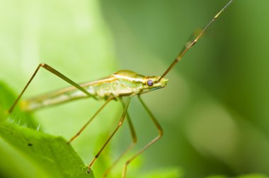 Daddy long legs in green nature clipart