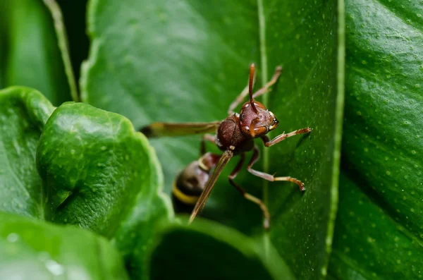 Wasp in green nature or in garden — Stock Photo, Image