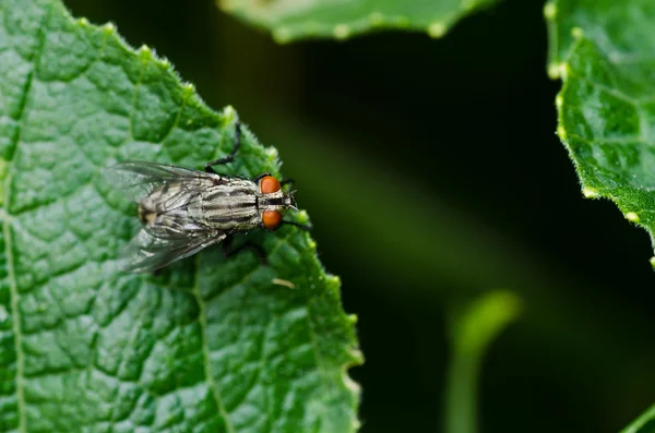 Fly in green nature — Stock Photo, Image