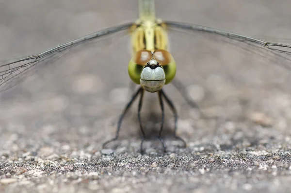 แมลงปอในสวน — ภาพถ่ายสต็อก