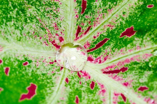 stock image Fresh water drops in green nature