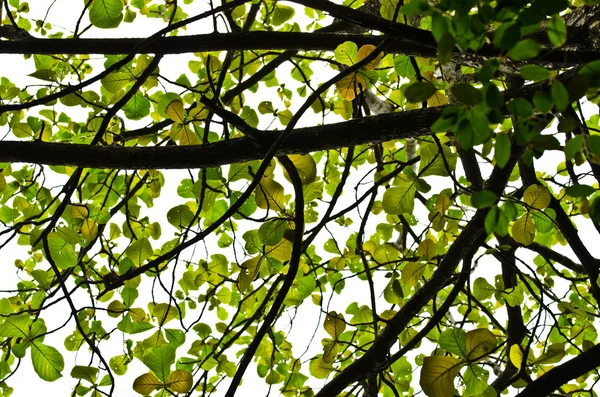 Yeşil yaprak ve ağacın altında — Stok fotoğraf