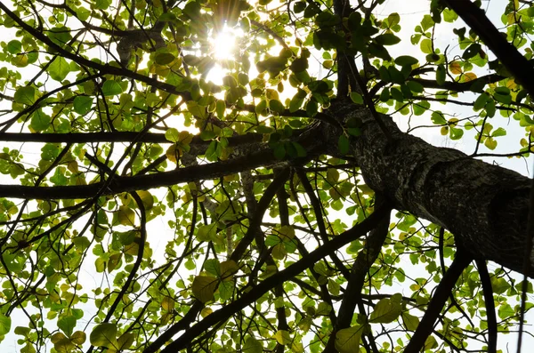 Yeşil yaprak ve ağacın altında — Stok fotoğraf