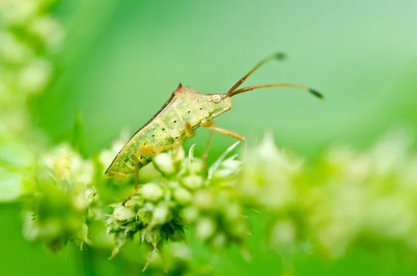 Hemiptera in green nature — Stock Photo, Image