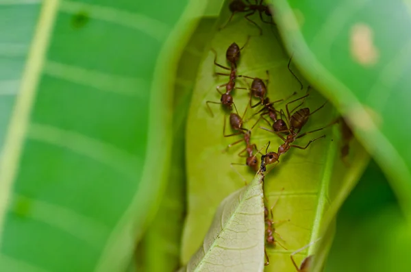 Red ant power in green nature — Stock Photo, Image