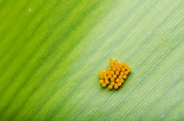 Uğur böceği yumurta yaprak üzerinde — Stok fotoğraf
