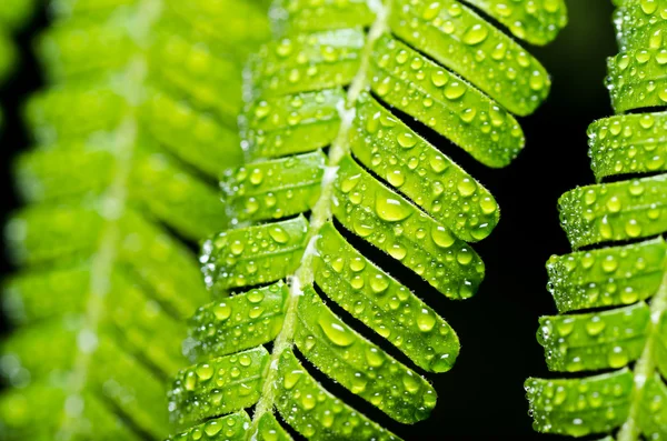 Green leaf and water drops — Stock Photo, Image