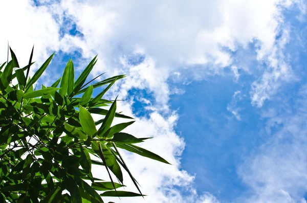 Grönt blad och blå himmel — Stockfoto