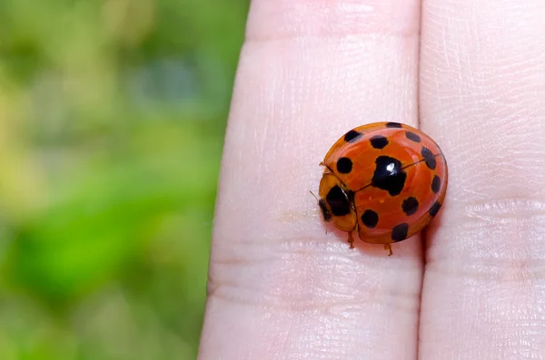 stock image Ladybug in hand