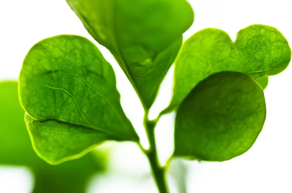 Macro foglia verde — Foto Stock