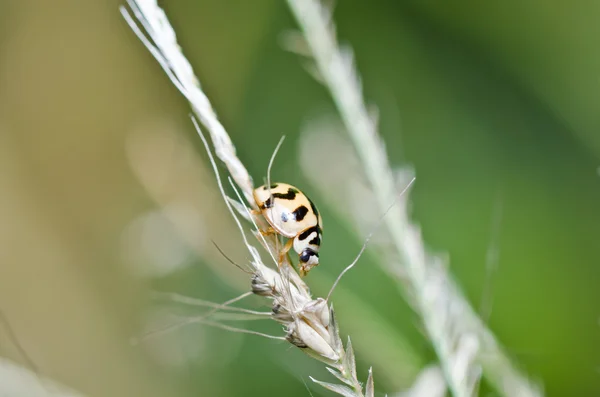 Ladybug in the green nature — Stock Photo, Image