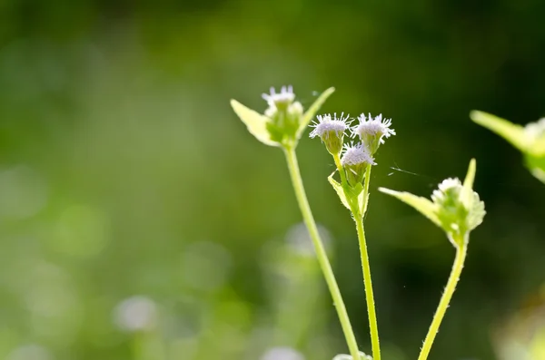 Flower weed in green nature — Stock Photo, Image